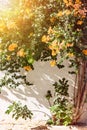 Blossom tree with orange flowers growth near white wall in Tunisia Royalty Free Stock Photo
