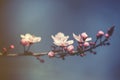 Blossom tree over nature background Royalty Free Stock Photo