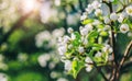 Blossom tree over nature background. Beautiful nature scene with blooming tree, sun and snow. Royalty Free Stock Photo