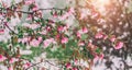 Blossom tree over nature background. Beautiful nature scene with blooming tree, sun and snow. Royalty Free Stock Photo