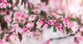 Blossom tree over nature background. Beautiful nature scene with blooming tree, sun and snow. Royalty Free Stock Photo