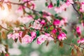 Blossom tree over nature background. Beautiful nature scene with blooming tree, sun and snow. Royalty Free Stock Photo