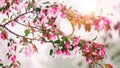 Blossom tree over nature background. Beautiful nature scene with blooming tree, sun and snow. Royalty Free Stock Photo