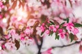 Blossom tree over nature background. Beautiful nature scene with blooming tree, sun and snow. Royalty Free Stock Photo