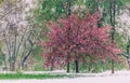 Blossom tree over nature background. Beautiful nature scene with blooming tree, sun and snow. Royalty Free Stock Photo