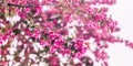 Blossom tree over nature background. Beautiful nature scene with blooming tree, sun and snow. Royalty Free Stock Photo