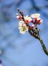 Blossom tree over nature background. Spring flowers. Royalty Free Stock Photo