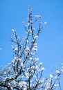 Blossom tree over nature background. Spring flowers. Royalty Free Stock Photo