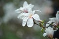 magnolia branch in sunny morning Royalty Free Stock Photo