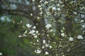 magnolia branch in sunny morning Royalty Free Stock Photo