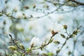 magnolia branch in sunny morning Royalty Free Stock Photo