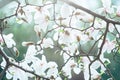 Blossom tree over nature background. Spring flowers. Spring Background. magnolia branch in sunny morning. Beautiful white Royalty Free Stock Photo