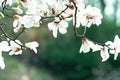 Blossom tree over nature background. Spring flowers. Spring Background. magnolia branch in sunny morning. Beautiful white Royalty Free Stock Photo