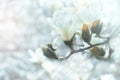 Blossom tree over nature background. Spring flowers. Spring Background. magnolia branch in sunny morning. in botanical garden Royalty Free Stock Photo