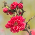 Blossom tree over nature background. Spring flowers.Spring Background Royalty Free Stock Photo