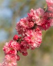 Blossom tree over nature background. Spring flowers.Spring Background Royalty Free Stock Photo