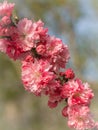 Blossom tree over nature background. Spring flowers.Spring Background Royalty Free Stock Photo