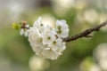 Blossom tree over nature background. Spring flowers.Spring Background Royalty Free Stock Photo