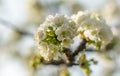 Blossom tree over nature background. Spring flowers.Spring Background Royalty Free Stock Photo