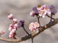 Blossom tree over nature background. Spring flowers.Spring Background Royalty Free Stock Photo