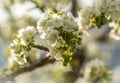 Blossom tree over nature background. Spring flowers.Spring Background Royalty Free Stock Photo