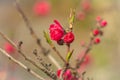 Blossom tree over nature background. Spring flowers.Spring Background Royalty Free Stock Photo