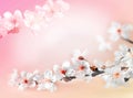 Blossom tree over pink background. Spring flowers. Spring Background