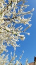 Blossom tree on a blue sky