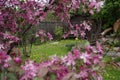 village garden tree branch apple blossom wood fence spring