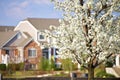 Blossom Trees in the City