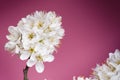 Blossom trees and flowers. Beautiful spring nature view on a violet background. Trees Concept of spring and summer seasons