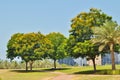 Blossom trees at noon Royalty Free Stock Photo