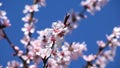 Blossom Trees Orchard in Spring,  Fruits Flowers Blooming, Cherry Branches Royalty Free Stock Photo