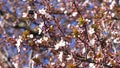 Blossom Trees Orchard in Spring,  Fruits Flowers Blooming, Cherry Branches Royalty Free Stock Photo