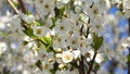 Blossom Trees Orchard in Spring,  Fruits Flowers Blooming, Cherry Branches Royalty Free Stock Photo