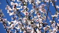 Blossom Trees Orchard in Spring,  Fruits Flowers Blooming, Cherry Branches Royalty Free Stock Photo