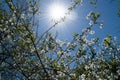 Blossom trees under noon sun Royalty Free Stock Photo