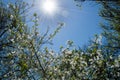 Blossom trees under noon sun Royalty Free Stock Photo