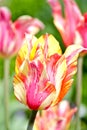 Blossom Tulips Closeup