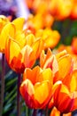 Blossom Tulips Closeup