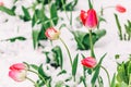 Blossom tulips over nature background. Beautiful nature scene with blooming tree, sun and snow.