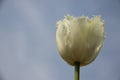 One White Tulip With Gray Sky Background Royalty Free Stock Photo