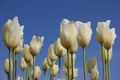 Pure. Drops Of Morning Dew On White Tulips Corolla Royalty Free Stock Photo