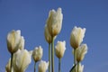 Fresh. Drops Of Morning Dew On White Tulips Corolla Royalty Free Stock Photo