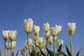 Drops Of Morning Dew On White Tulips Corolla. Fresh And Pure Royalty Free Stock Photo