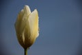 One White Tulip With Blue Sky Background Royalty Free Stock Photo