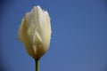 Pure. One White Tulip With Blue Sky Background Royalty Free Stock Photo