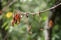 Blossom and twig blight of cherry caused caused by Monilia Royalty Free Stock Photo