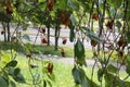 Blossom and twig blight of cherry caused caused by Monilia Royalty Free Stock Photo