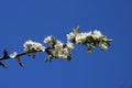 Blossom on victoria plum, prunus domestica, tree Royalty Free Stock Photo